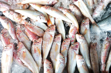 Read mullet fish on the stall