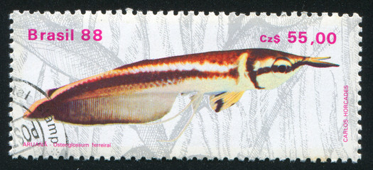 Fresh-water Fish Osteoglossum ferreirai