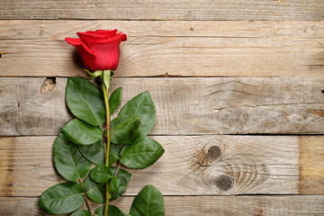 Red rose on old wooden background