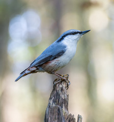 Nuthatch