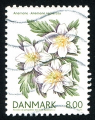 flower Anemone nemorosa