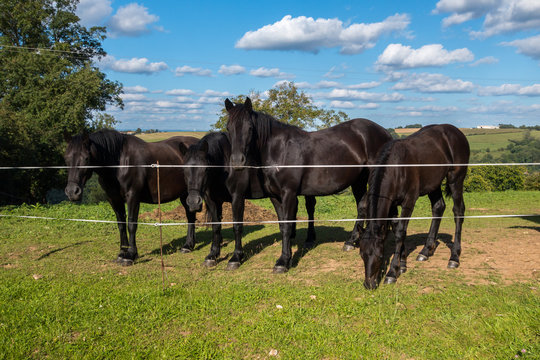 Chevaux noir