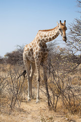 Naklejka na ściany i meble Giraffa africana