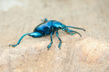 Tricolor Big-legged, Sagra  purpurea
