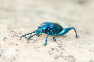Tricolor Big-legged, Sagra  purpurea