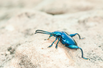 Tricolor Big-legged, Sagra  purpurea