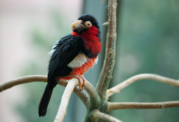 The bearded barbet sitting on a tree branch