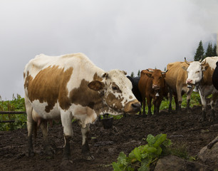 Dairy  cows in a farm