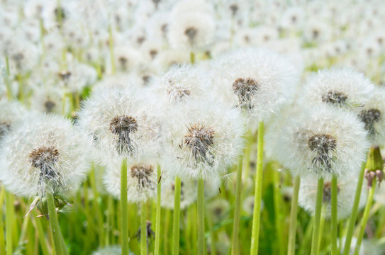 Dandelions in the field close up