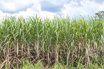 Sugarcane field in blue sky
