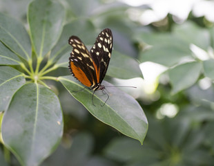 Schmetterling 01759