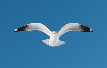one white bird flies on sky