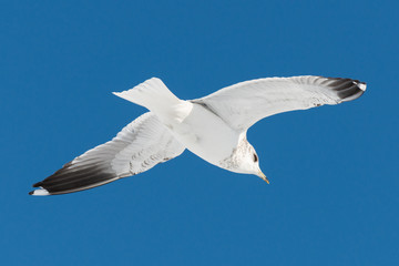 one white bird flies on sky