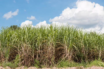 Sugarcane field in blue sky