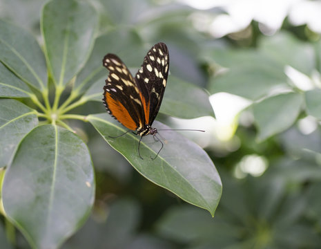 Schmetterling 01759 © mhfotodesign