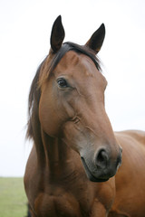 Portrait of nice brown bay horse