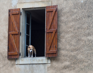 Chien &agrave; la fen&ecirc;tre