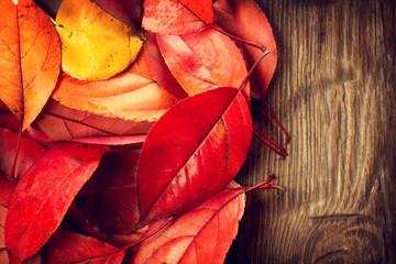 Autumn background. Colorful leaves on a wooden background