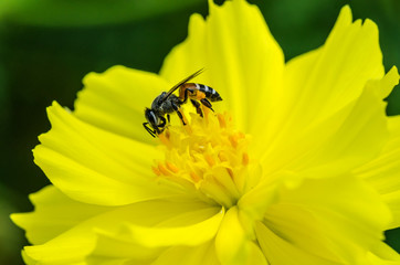Closeup of nature bee and yellow flower