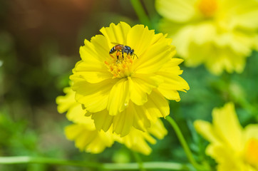 Closeup of nature bee and yellow flower