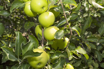 apple tree with the fruits