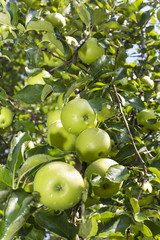 apple tree with the fruits