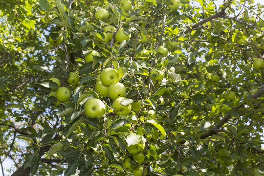 apple tree with the fruits