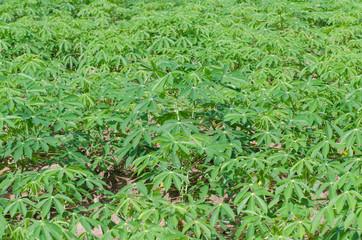 Cassava farm in thailand