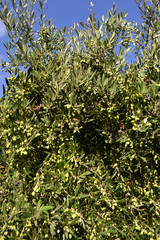 Fototapeta na wymiar Olives on the tree