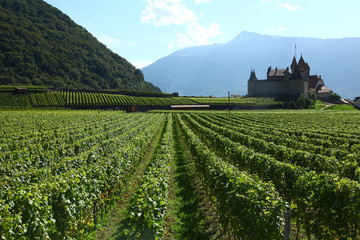 aigle