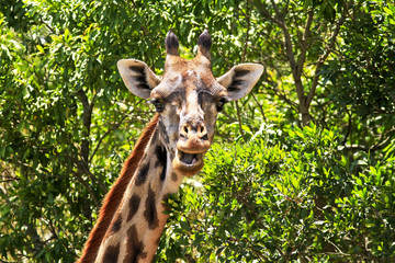 Giraffe on the Masai Mara in Africa