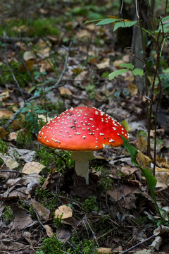 Amanita