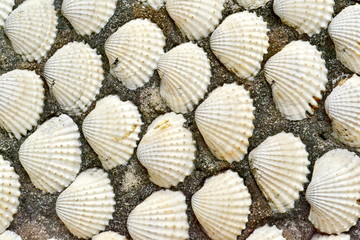 These are pattern of mussels.