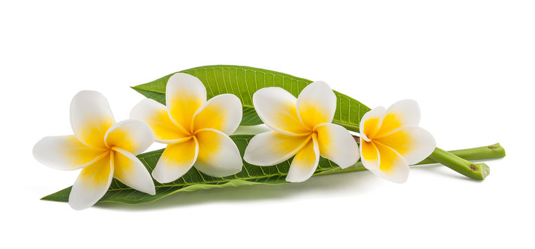 Frangipani