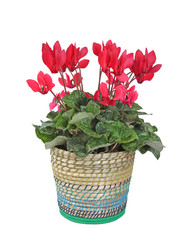 cyclamen en pot
