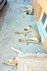 Dogs are sleeping on the street