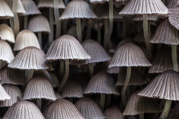 wild forrest mushroom