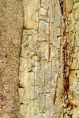 old wood texture with splits