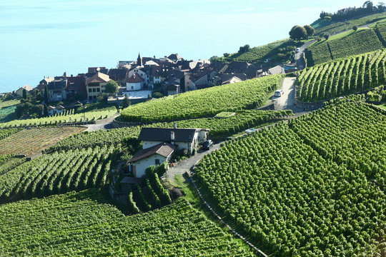 lavaux