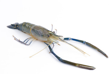 Prawn, River Shrimp common.