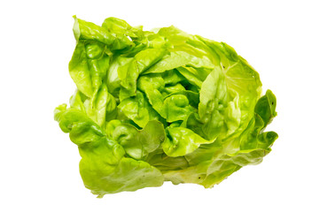 Fresh lettuce