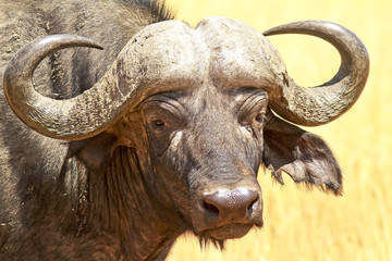 Cape Buffalo on the Masai Mara in Africa