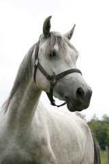 Portrait of a beautiful arabian gray horse