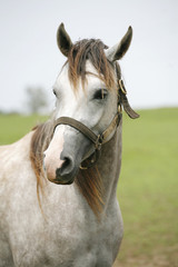 Portrait of an beautiful arabian white horse