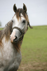 Head of a beautiful arabian gray horse