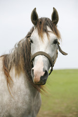 Portrait of shagya arabian horse in pastureland