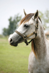 Head of shagya arabian horse in pasture