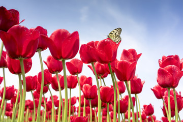 Tulpen_08111