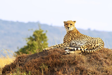 Cheetah on the Masai Mara in Africa
