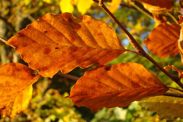 Hêtre (fagus sylvatica) en automne